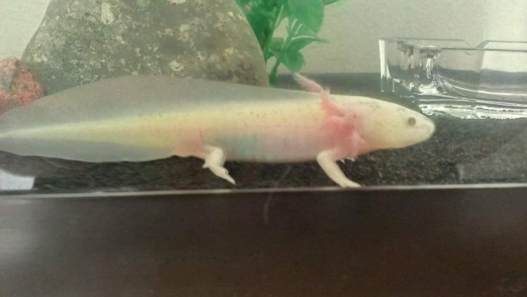 June 12, 2013. I just measured her, she's about 4 1/2 inches. I also am starting to think our little Mixi may be a boy... A boy named Mixi, lol.