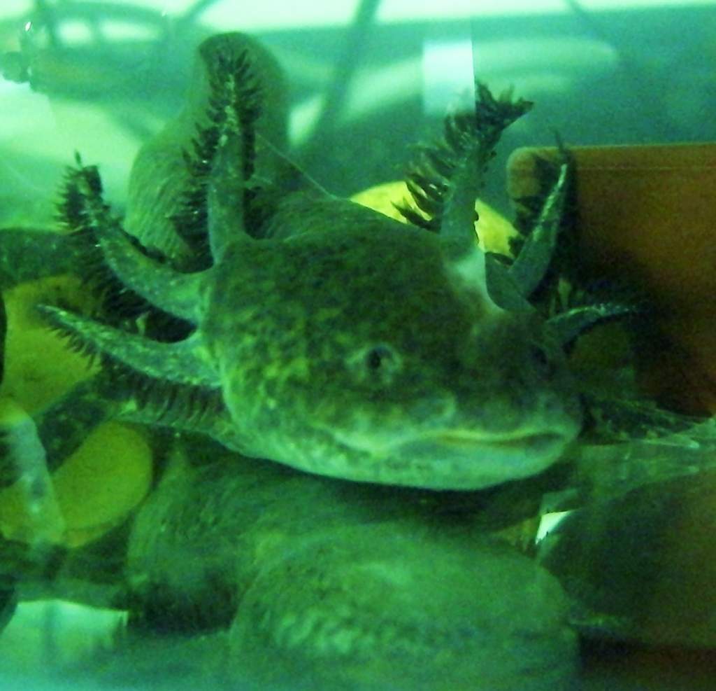 Junior - he's the sole survivor from the last batch in late Spring 2008