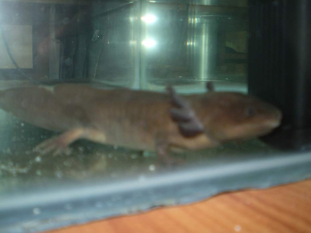 Junior! (Sorry for all the bad pictures, I'm no photographer :D)