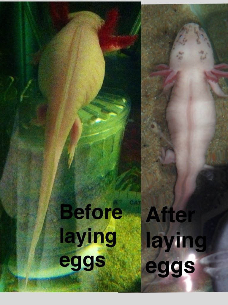 just a before and after of my girl sara laid her eggs