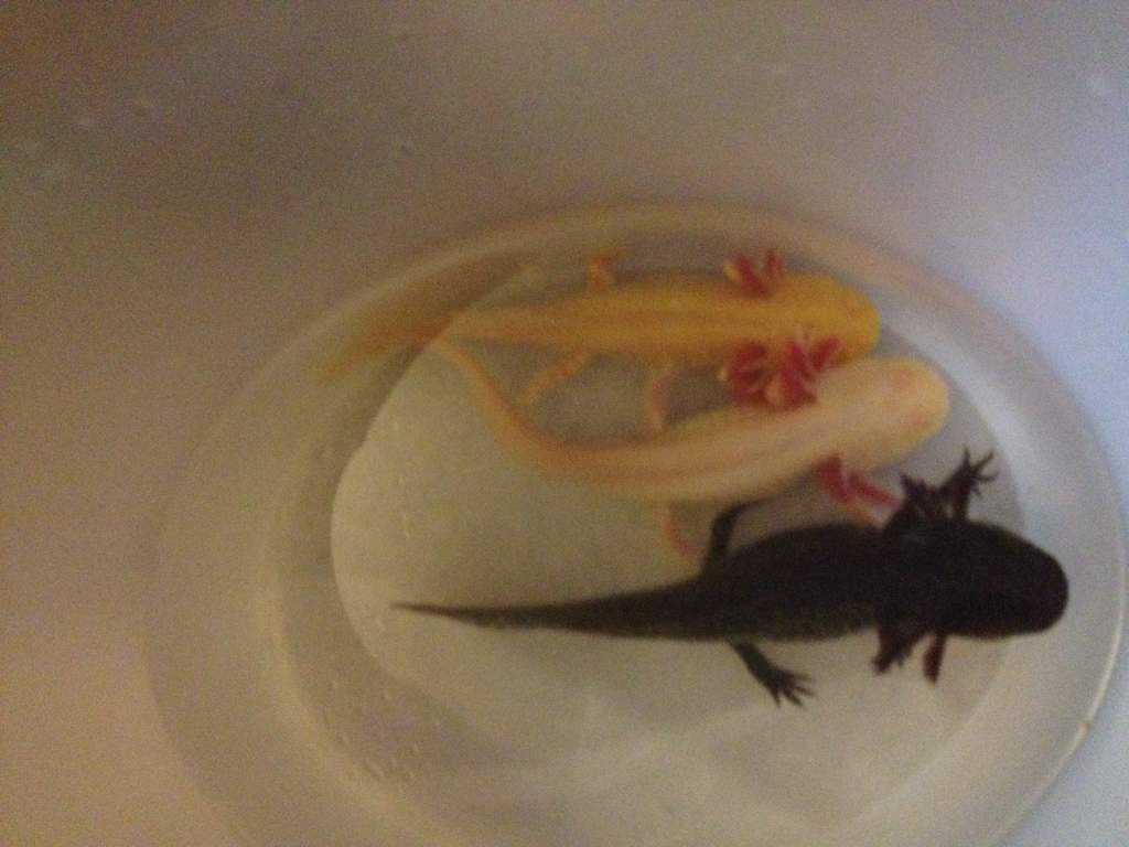 Just after a tank cleaning!