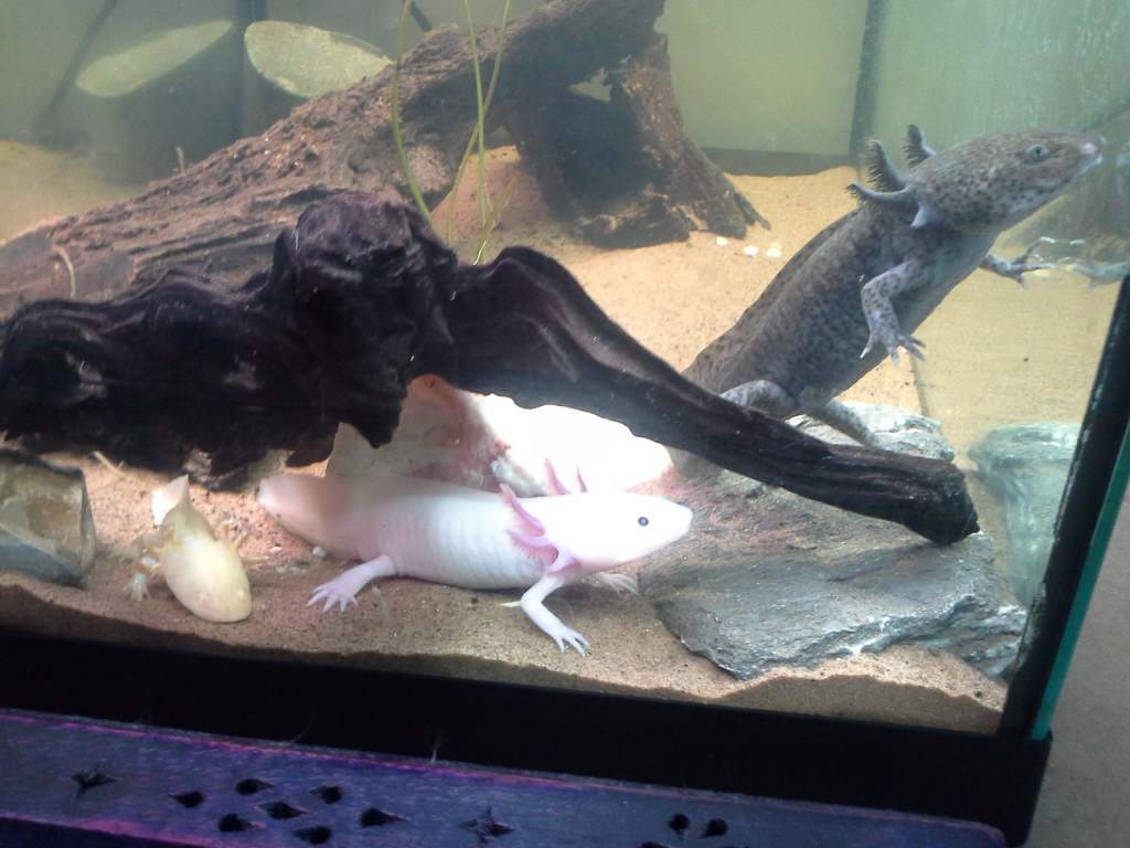 Just being posers for a little while :) love them xx you can really see how much smaller my gold axolotl is in comparison to the otheres ( I mentioned
