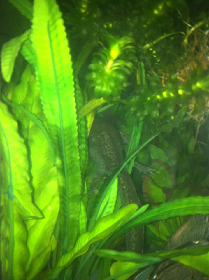 Just chillen in the bushes lol