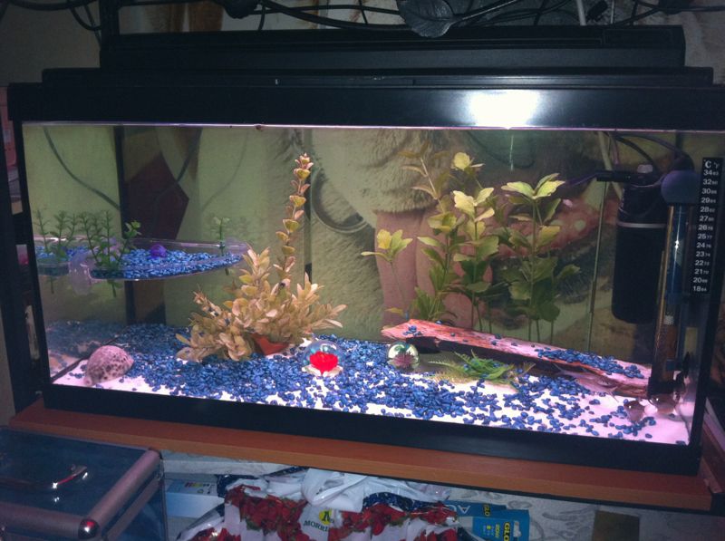 just done this set up its got an angel fish 2 sharks 2 guramies 3 guppies and a tiger plec its a new project alls going well at min