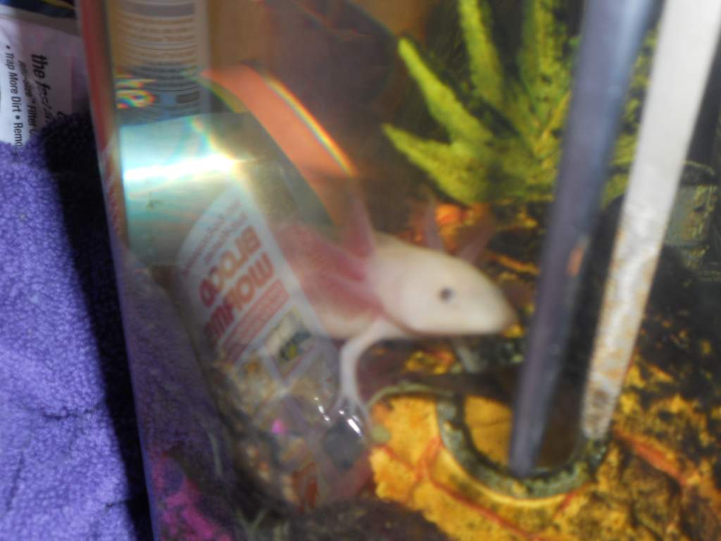 just finished eating his lunch of bloodworms