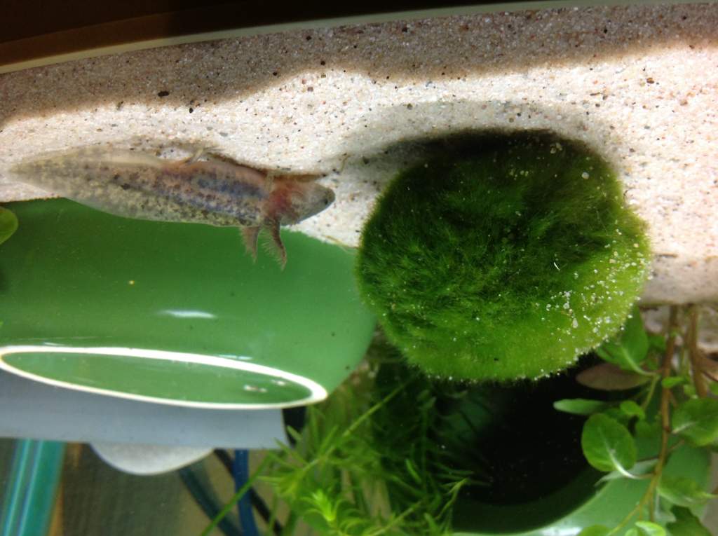 Just for future comparison, al though the wild type seems to like the feel of the moss on his face