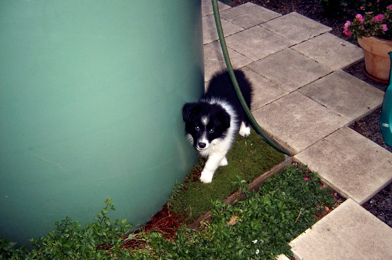 Just mozying around the watertank.