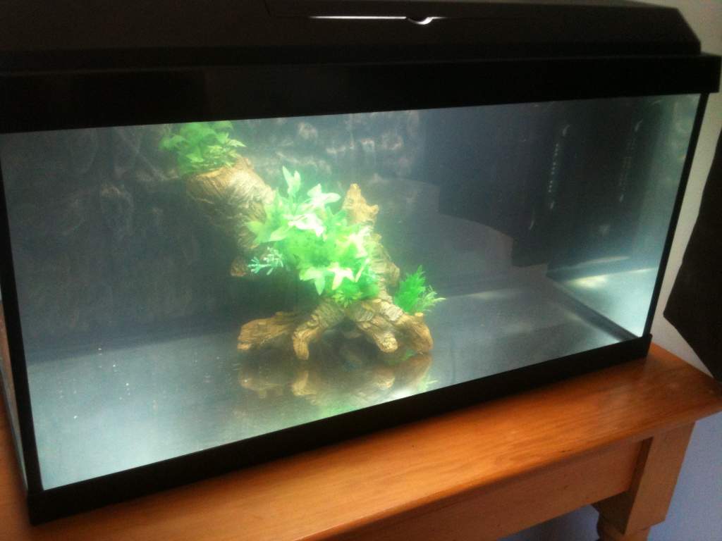 Just waiting on the sand substrate to arrive and then I'll finish making my hides. I do have 3x Baby Guppies in there to start the tank cycling which 