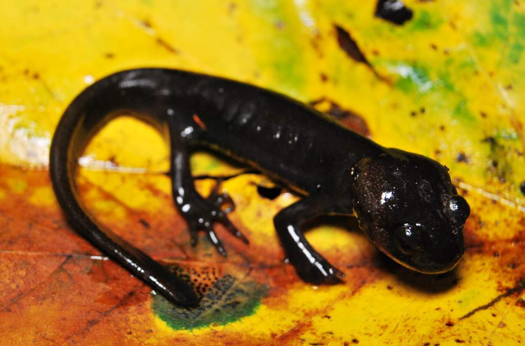 Juvenile Ambystoma gracile