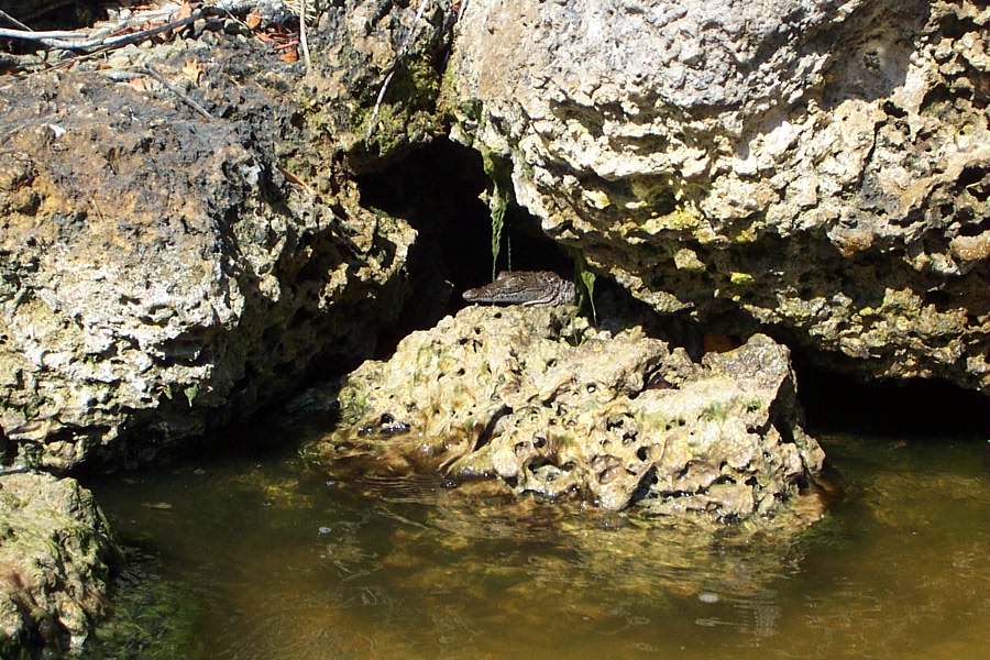 juvenile American crocodile: southern Florida kayak trip