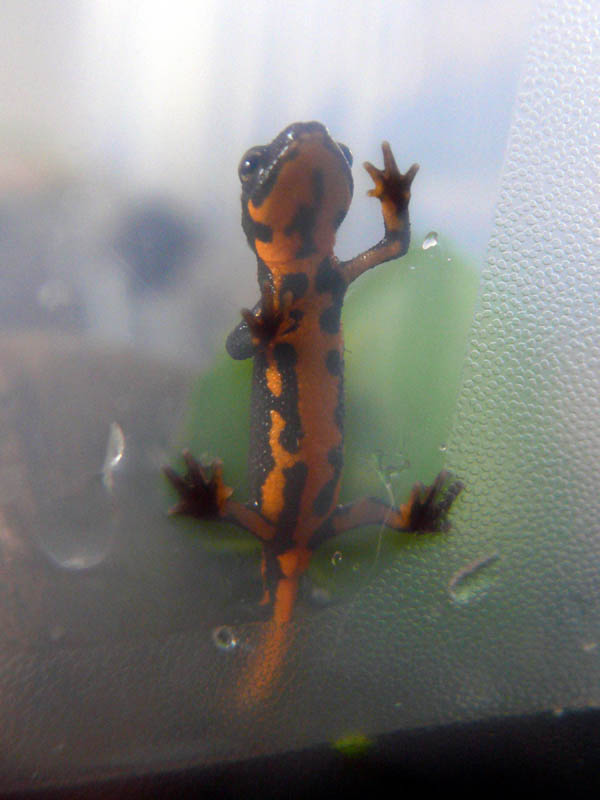 Juvenile Cynops pyrrhogaster