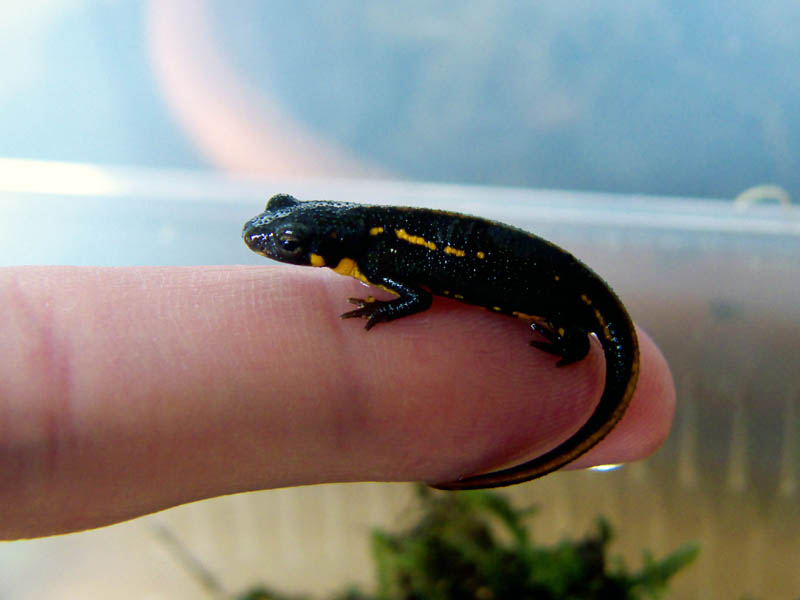 Juvenile Cynops pyrrhogaster