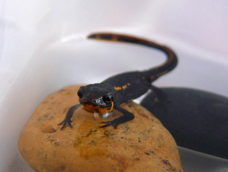 Juvenile Cynops pyrrhogaster