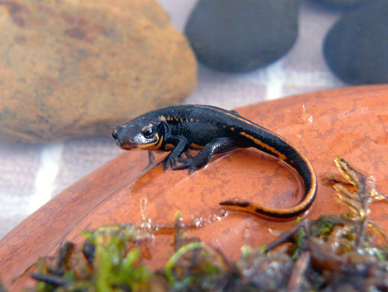 Juvenile Cynops pyrrhogaster