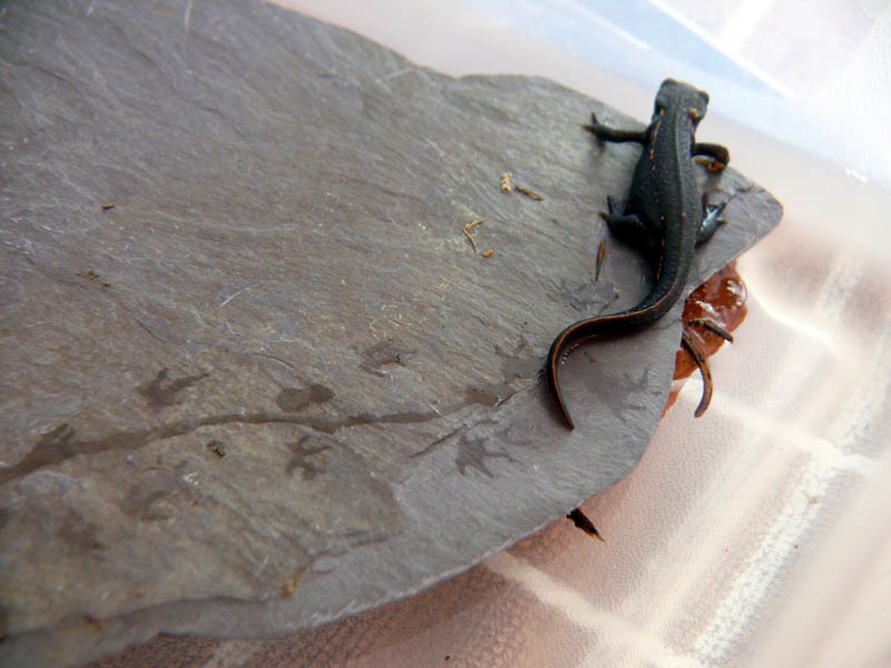 Juvenile Cynops pyrrhogaster