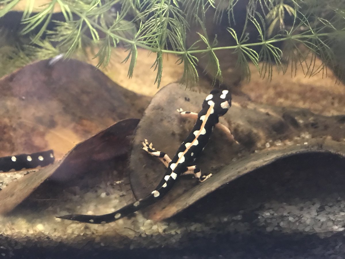 Juvenile N. kaiseri