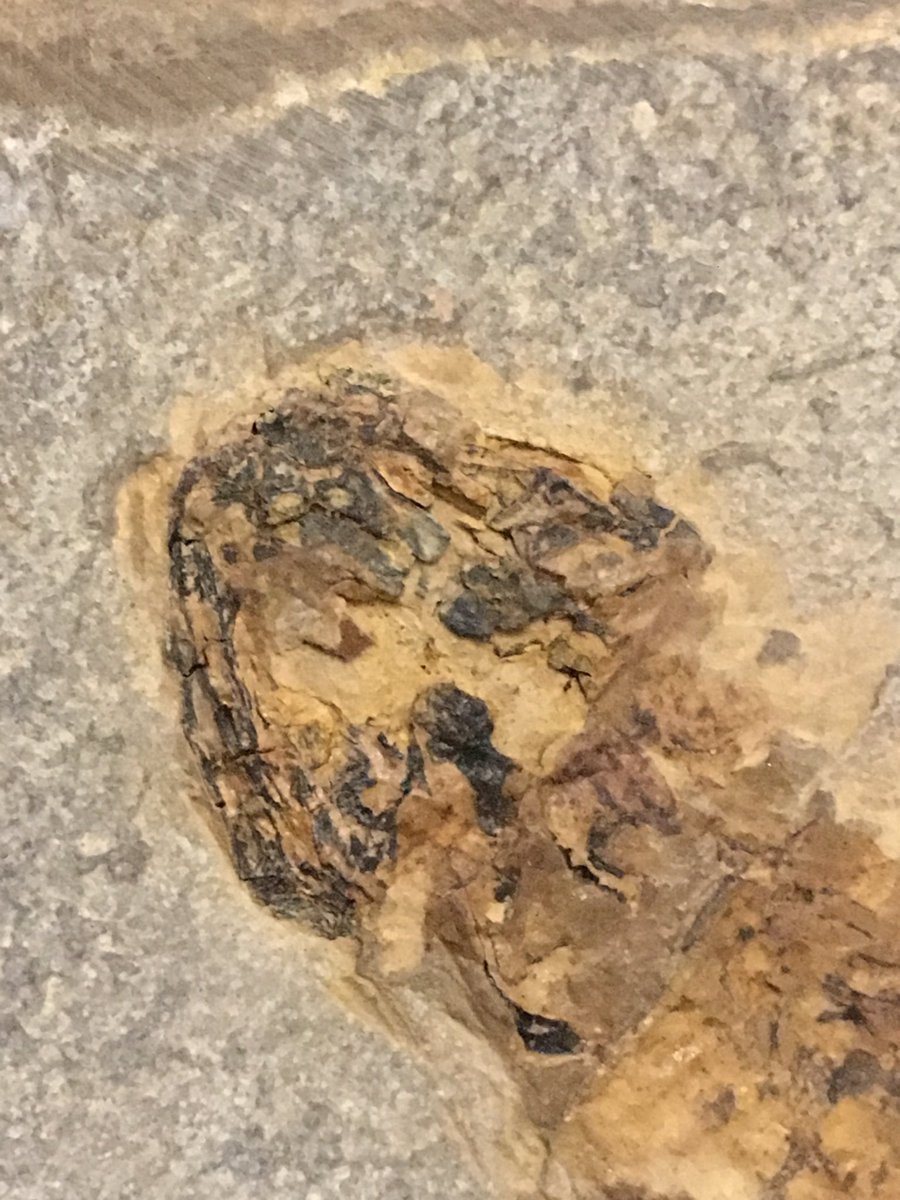 Juvenile Scelerocephalus, a caudate-like Permian temnospondyl