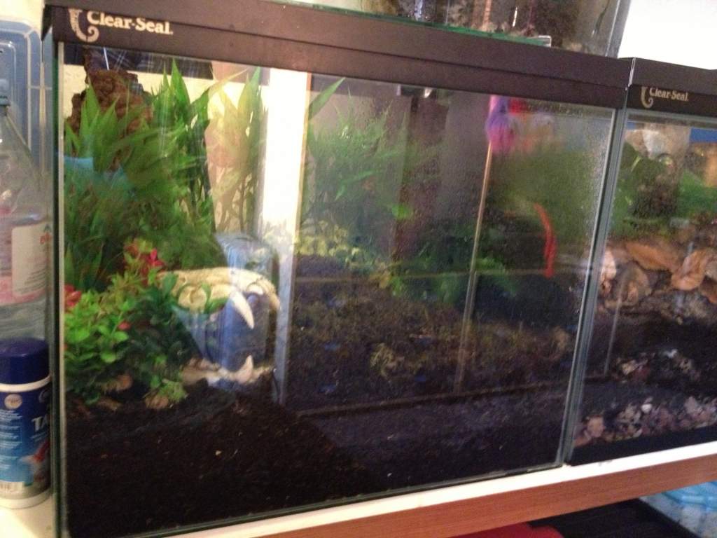 Juvenile Setup