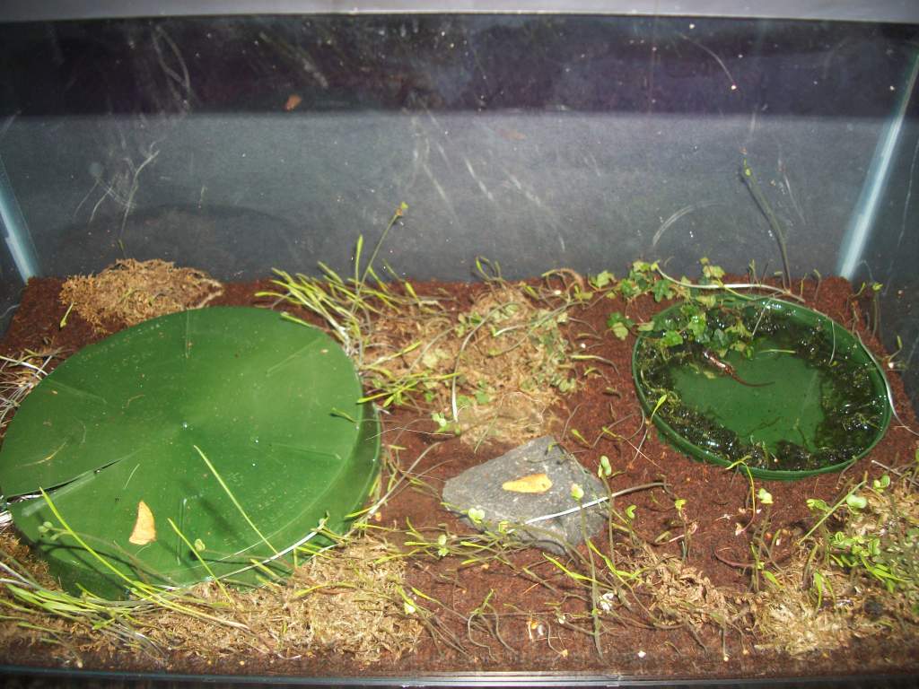 juvie popei home