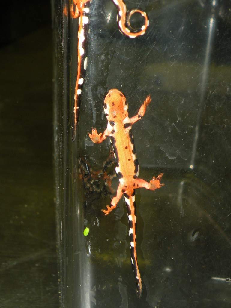 Kaiser Newts