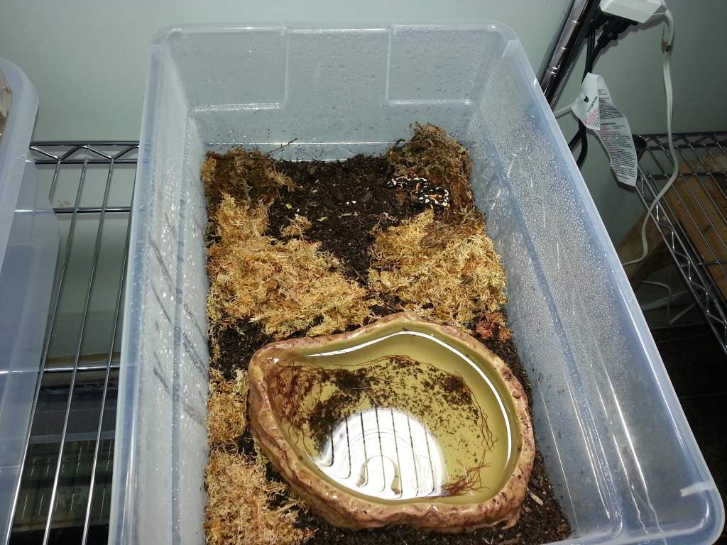 Kaiseri Newts