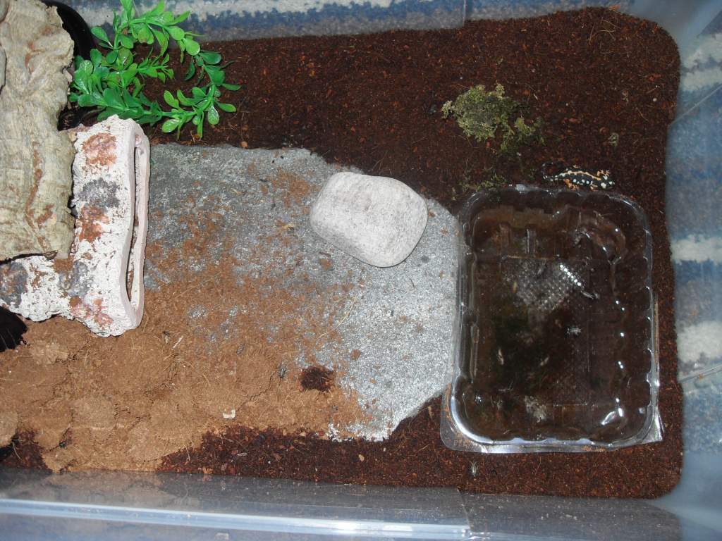 kaiseri setup