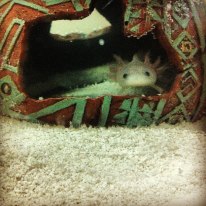 Karkat in his new tank