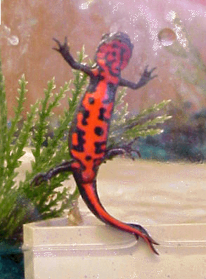 Kelsee's Fire belly newt sparks