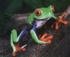 Kelsee's Red-eyed Tree Frog Scarlet