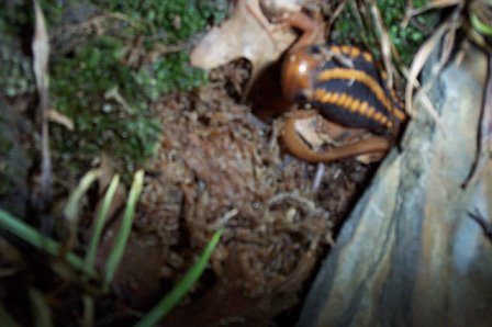 "Kensei" begs as bad as a Tiger Salamander!