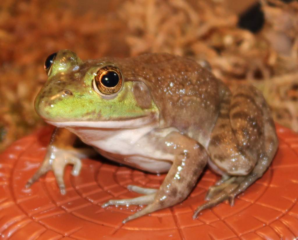 Kermit