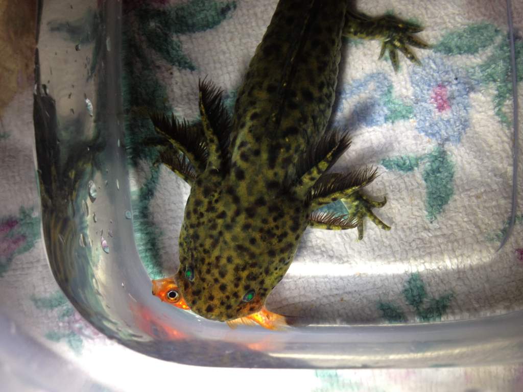 Kermit's first fish