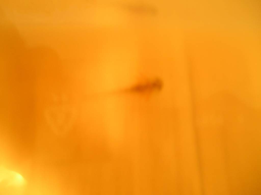 Kind of hard to see, but it's a wildtype larvae in a tupperware