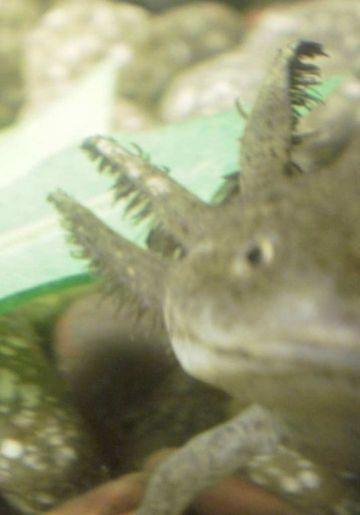 king andy gills