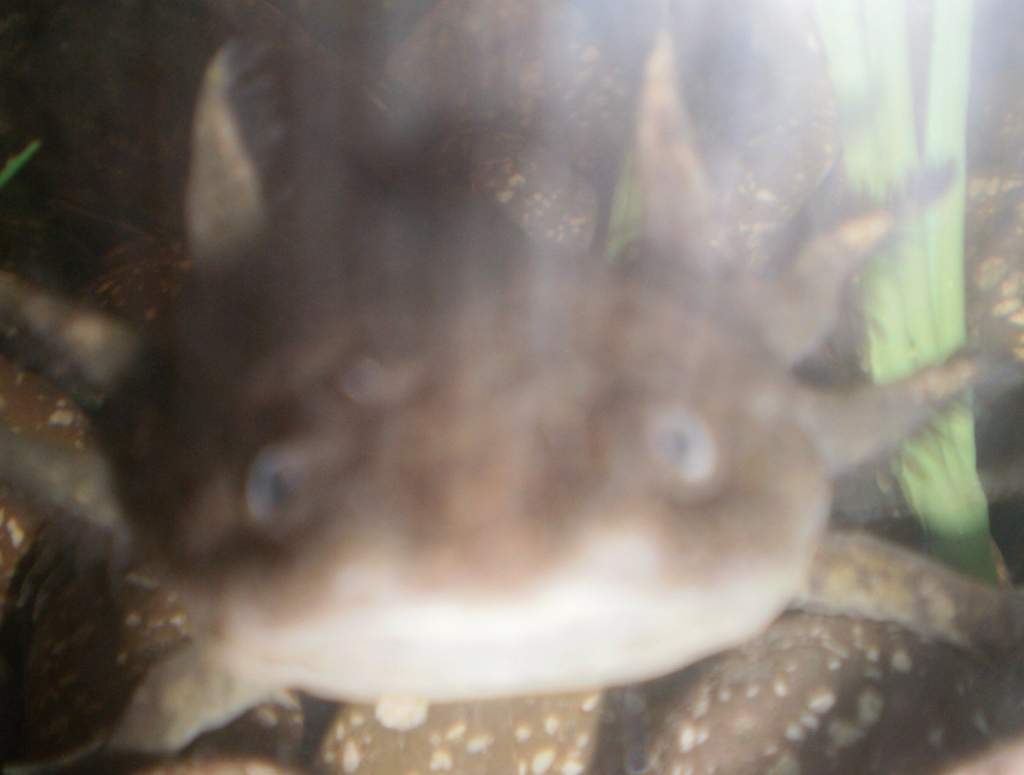 king andy gills2