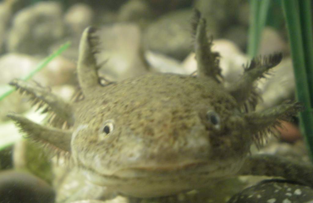 king andy gills3