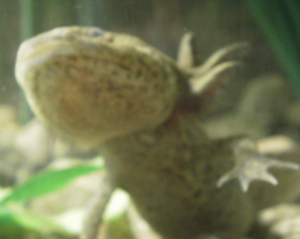 king andy gills5