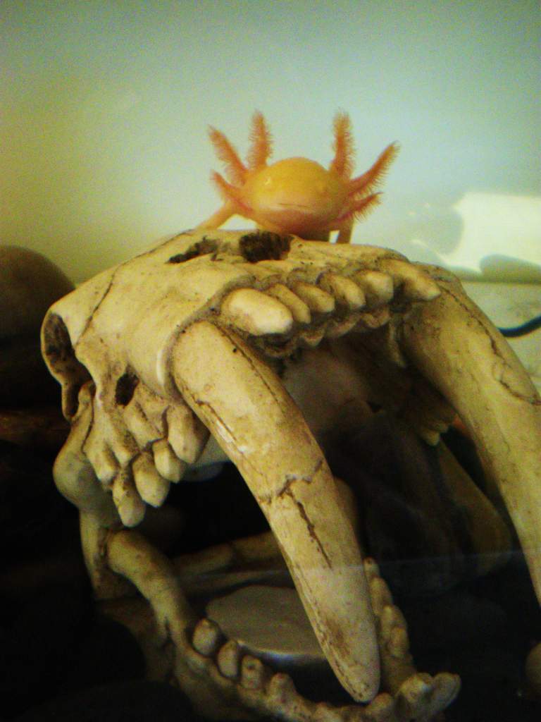 King of the mountain! ... or skull, as it were...