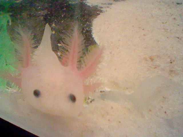 Kirby lost a gill. It is growing back much faster than I expected!