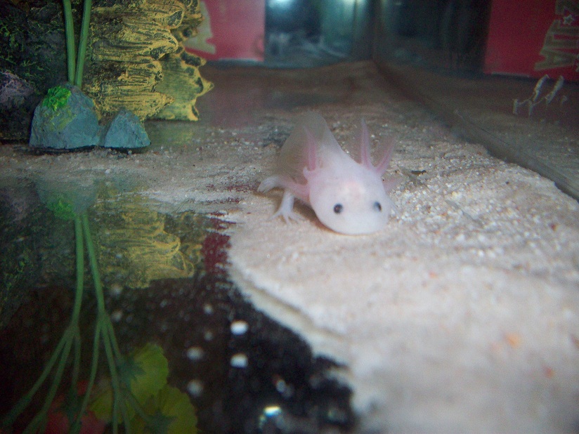 Kirby