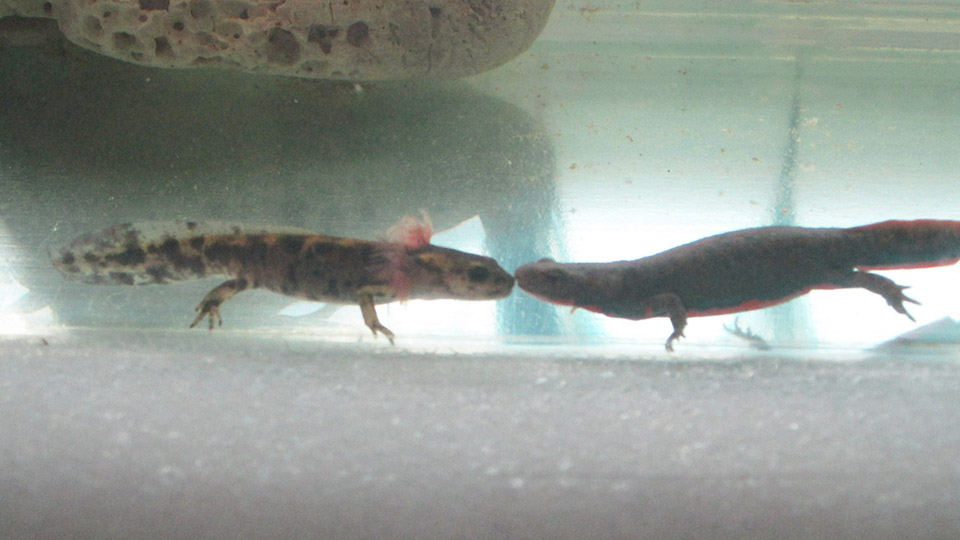 kiss between newt and salamander
~~~~~~~~~~~~~~~~~~~~~~~~~~~
целувка между тритон и саламандър