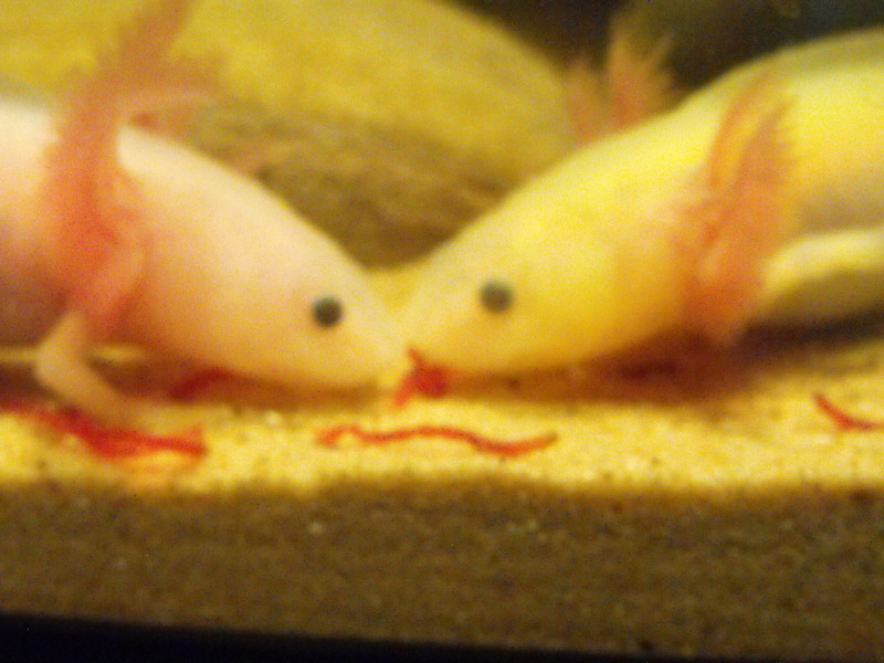 kiss