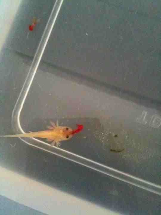 Klaus sucking on a bloodworm :)