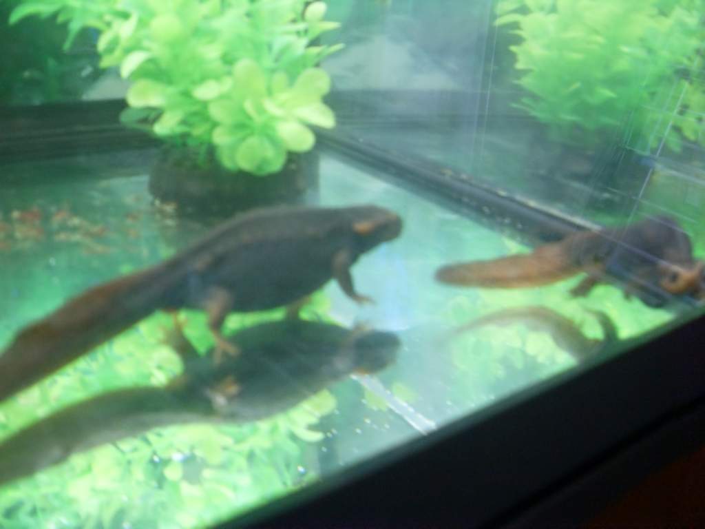 knobby monsters