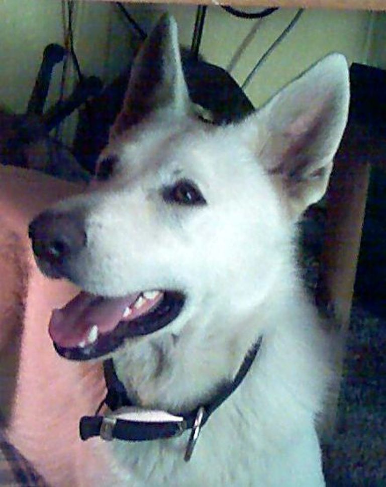 Kobuk 9 mos old.  Purebred white German Shephard.  Grandsire is Int'l Ch. Obi Wan Kenobi, standing stud Chekloslovakia and Finland.  Kobuk has a fanta