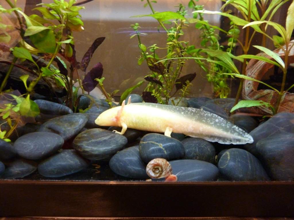 Kowhai, 2012, with his man servant Robert. Robert was the only snail he wouldn't eat. Sadly Robert died one day for no apparent reason.