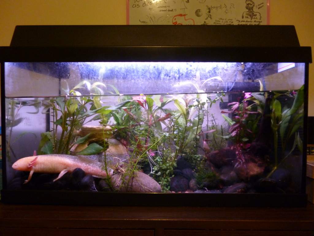 Kowhai, 2013
Just after I attached the java fern to her urn and driftwood.