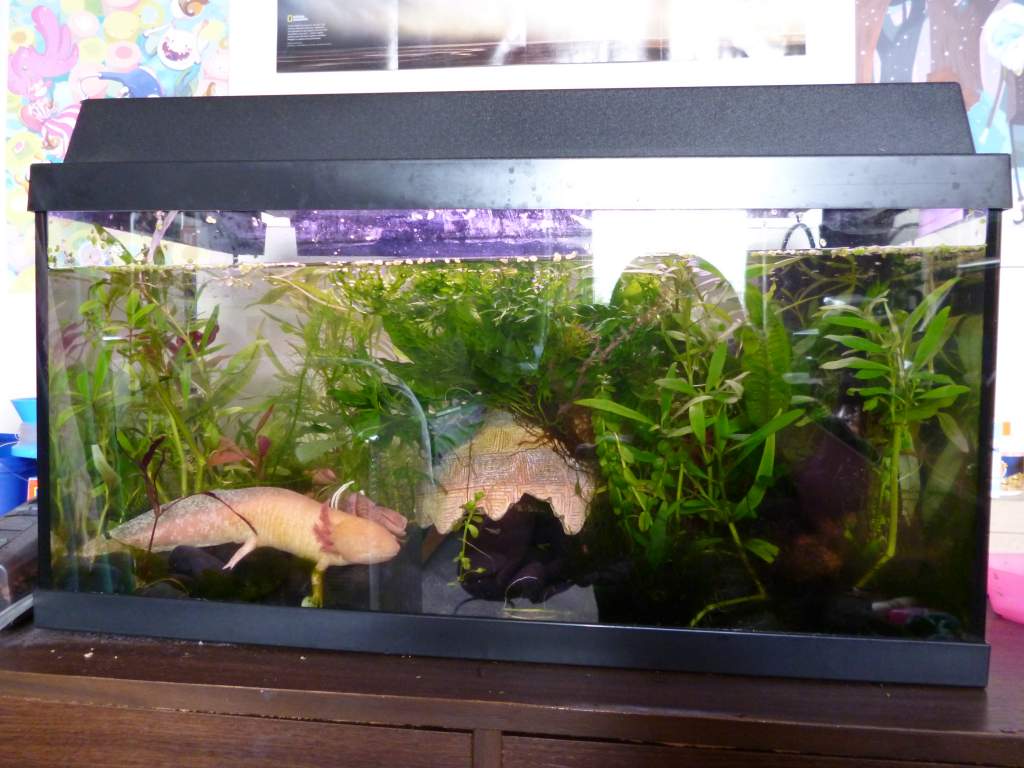 Kowhai, 2014
Just look at how much the java and anubias grew! Kowhai grew too!