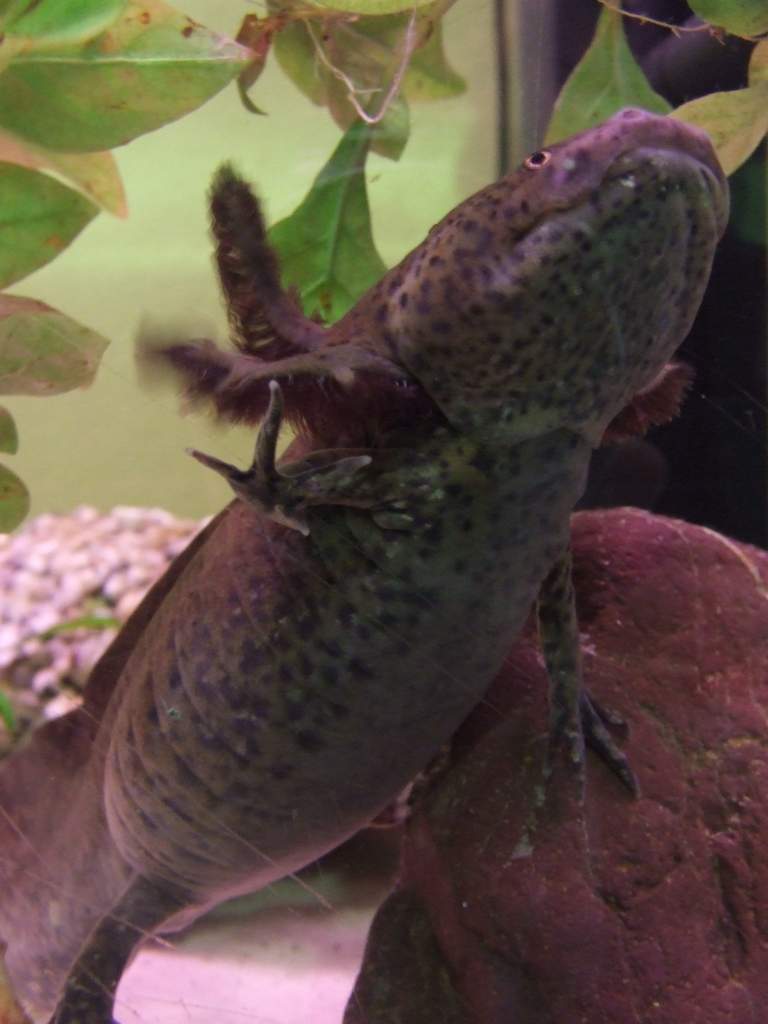 Kraken