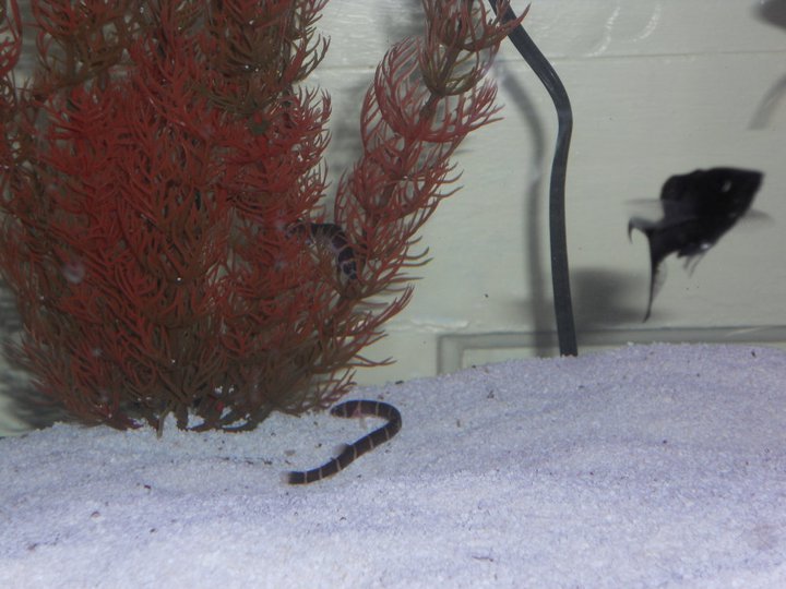 Kuhli Loaches